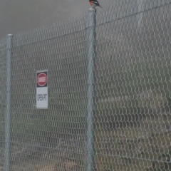 Petroica boodang at Jerrabomberra, ACT - 12 Jun 2017