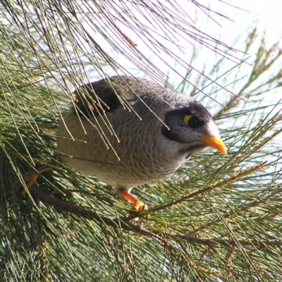 Manorina melanocephala (Noisy Miner) at Lake Tuggeranong - 12 Jun 2017 by MatthewFrawley