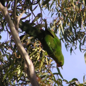 Alisterus scapularis at Greenway, ACT - 12 Jun 2017