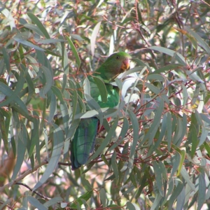 Alisterus scapularis at Greenway, ACT - 12 Jun 2017