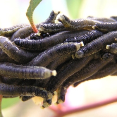 Perginae sp. (subfamily) (Unidentified pergine sawfly) at Lake Tuggeranong - 12 Jun 2017 by MatthewFrawley