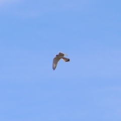 Falco cenchroides (Nankeen Kestrel) at Greenway, ACT - 12 Jun 2017 by MatthewFrawley