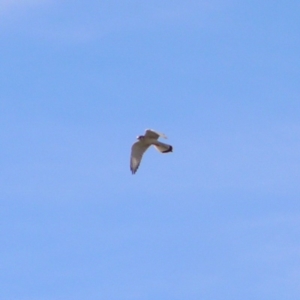 Falco cenchroides at Greenway, ACT - 12 Jun 2017 02:09 PM