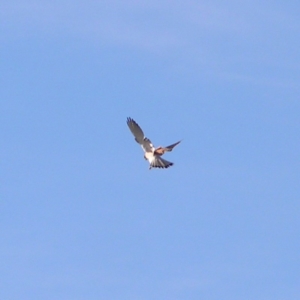 Falco cenchroides at Greenway, ACT - 12 Jun 2017 02:09 PM