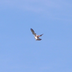 Falco cenchroides at Greenway, ACT - 12 Jun 2017