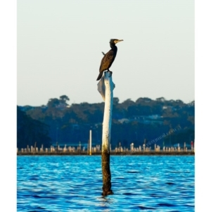 Phalacrocorax carbo at Millingandi, NSW - 10 Jun 2017