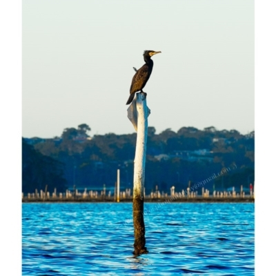 Phalacrocorax carbo (Great Cormorant) at Millingandi, NSW - 9 Jun 2017 by JulesPhotographer