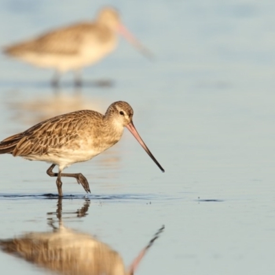 Limosa lapponica (Bar-tailed Godwit) at Merimbula, NSW - 10 Jun 2017 by Leo