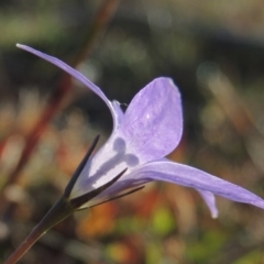 Wahlenbergia stricta subsp. stricta (Tall Bluebell) at Kambah, ACT - 11 Jun 2017 by michaelb