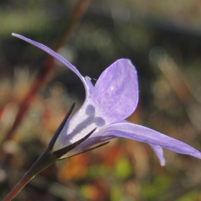 Wahlenbergia stricta subsp. stricta (Tall Bluebell) at Urambi Hills - 11 Jun 2017 by michaelb