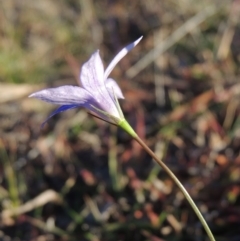 Wahlenbergia stricta subsp. stricta at Kambah, ACT - 11 Jun 2017