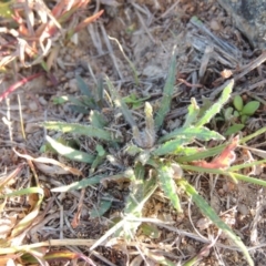 Wahlenbergia stricta subsp. stricta at Kambah, ACT - 11 Jun 2017