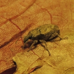 Listroderes difficilis (Vegetable weevil) at Conder, ACT - 6 Jun 2017 by michaelb