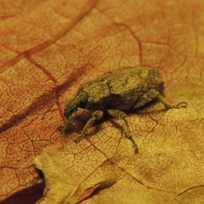 Listroderes difficilis (Vegetable weevil) at Pollinator-friendly garden Conder - 6 Jun 2017 by michaelb