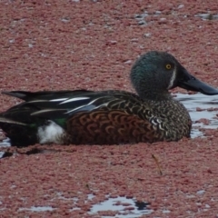 Spatula rhynchotis (Australasian Shoveler) at Fyshwick, ACT - 10 Jun 2017 by roymcd