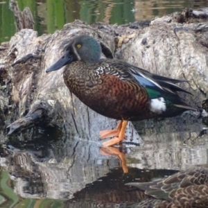 Spatula rhynchotis at Fyshwick, ACT - 11 Jun 2017