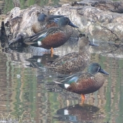 Spatula rhynchotis at Fyshwick, ACT - 11 Jun 2017