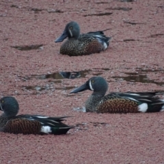 Spatula rhynchotis at Fyshwick, ACT - 11 Jun 2017