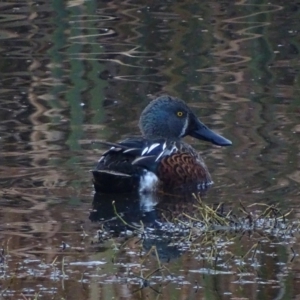 Spatula rhynchotis at Fyshwick, ACT - 11 Jun 2017