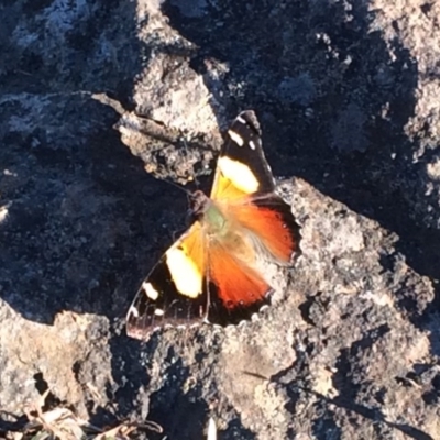 Vanessa itea (Yellow Admiral) at Cook, ACT - 11 Jun 2017 by NickiTaws