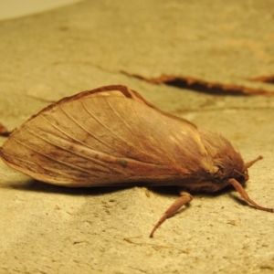 Oxycanus silvanus at Conder, ACT - 9 Jun 2017 08:56 AM