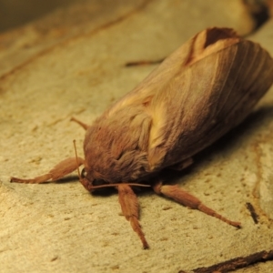 Oxycanus silvanus at Conder, ACT - 9 Jun 2017