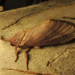 Oxycanus silvanus at Conder, ACT - 9 Jun 2017