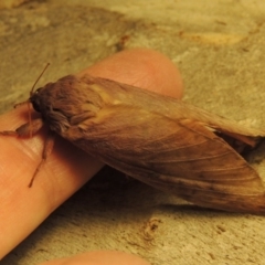 Oxycanus silvanus at Conder, ACT - 9 Jun 2017 08:56 AM