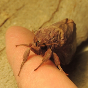 Oxycanus silvanus at Conder, ACT - 9 Jun 2017 08:56 AM