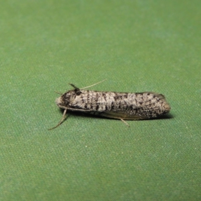 Lepidoscia adelopis, annosella and similar species (A Case moth) at Conder, ACT - 2 Apr 2017 by MichaelBedingfield