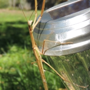 Tenodera australasiae at Conder, ACT - 11 Apr 2017