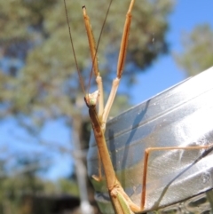 Tenodera australasiae at Conder, ACT - 11 Apr 2017