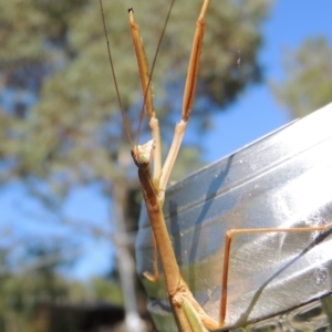 Tenodera australasiae at Conder, ACT - 11 Apr 2017