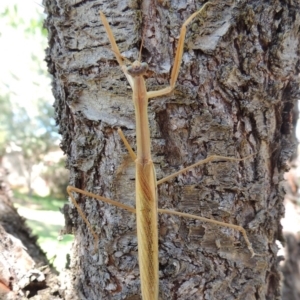 Tenodera australasiae at Conder, ACT - 11 Apr 2017