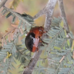 Dicranosterna immaculata (Acacia leaf beetle) at Paddys River, ACT - 28 Dec 2016 by michaelb