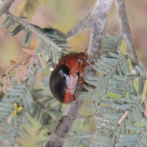 Dicranosterna immaculata at Paddys River, ACT - 28 Dec 2016