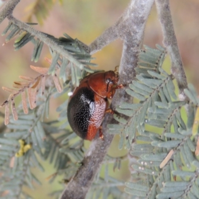 Dicranosterna immaculata (Acacia leaf beetle) at Paddys River, ACT - 28 Dec 2016 by michaelb