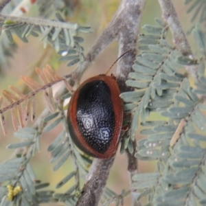 Dicranosterna immaculata at Paddys River, ACT - 28 Dec 2016 06:35 PM