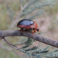 Dicranosterna immaculata (Acacia leaf beetle) at Tennent, ACT - 28 Dec 2016 by michaelb