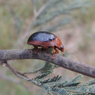 Dicranosterna immaculata (Acacia leaf beetle) at Tennent, ACT - 28 Dec 2016 by michaelb