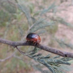 Dicranosterna immaculata at Tennent, ACT - 28 Dec 2016 08:23 PM