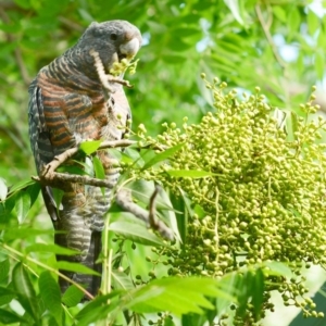 Callocephalon fimbriatum at Hughes, ACT - suppressed