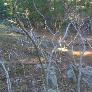 Ailanthus altissima at Isaacs, ACT - 4 Jun 2017