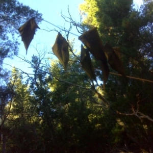 Ailanthus altissima at Isaacs, ACT - 4 Jun 2017