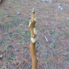 Ailanthus altissima at Isaacs, ACT - 4 Jun 2017