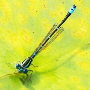 Austroagrion watsoni at Barragga Bay, NSW - 30 Mar 2017 05:59 AM