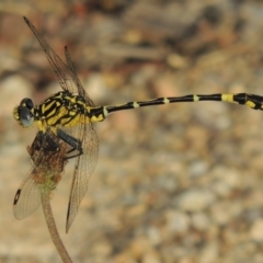 Austrogomphus cornutus (Unicorn Hunter) at Tennent, ACT - 28 Dec 2016 by MichaelBedingfield