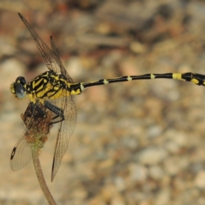 Austrogomphus cornutus at Tennent, ACT - 28 Dec 2016