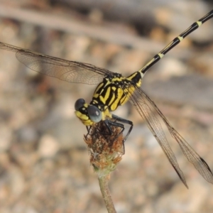 Austrogomphus cornutus at Tennent, ACT - 28 Dec 2016