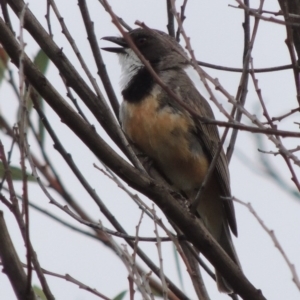 Pachycephala rufiventris at Tennent, ACT - 28 Dec 2016